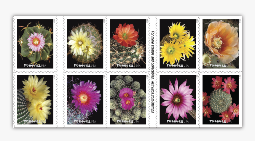 Mexican Flowers Png, Transparent Png