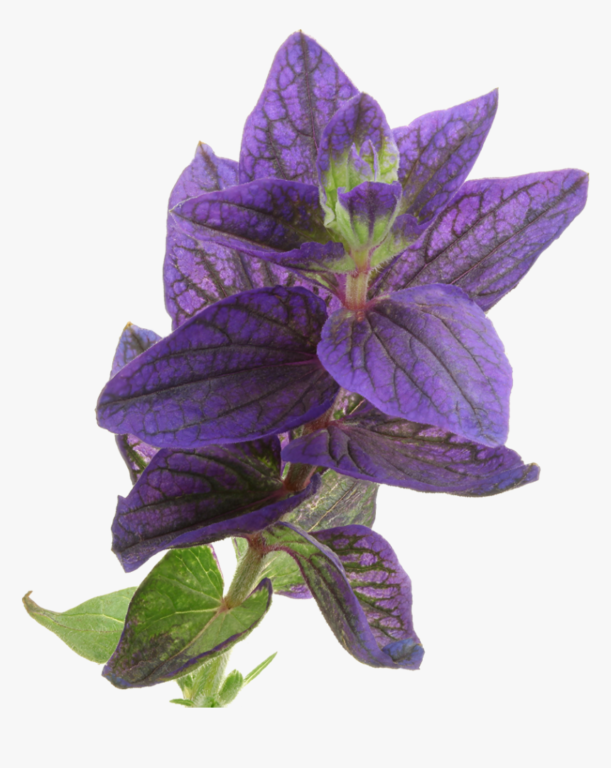 Balloon Flower, HD Png Download