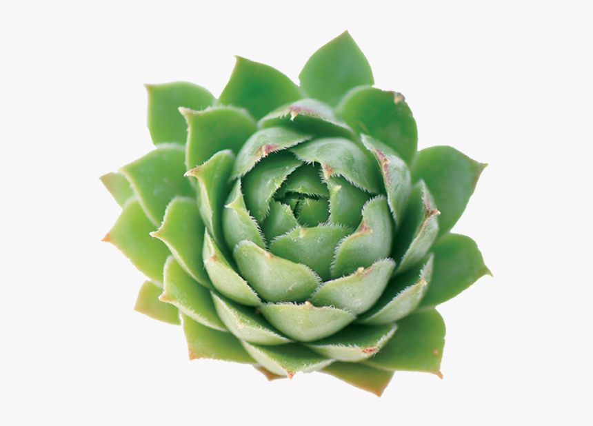 Agave, HD Png Download