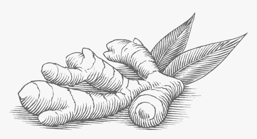 Ginger And Turmeric - Turmeric Black And White, HD Png Download