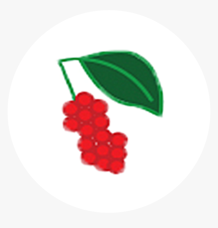 Schisandra Berry - Seedless Fruit, HD Png Download