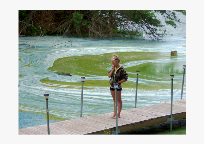 Algal Bloom, HD Png Download