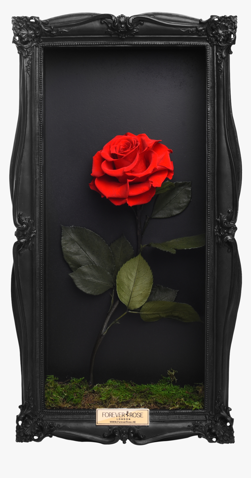Wall Frame - Floribunda, HD Png Download