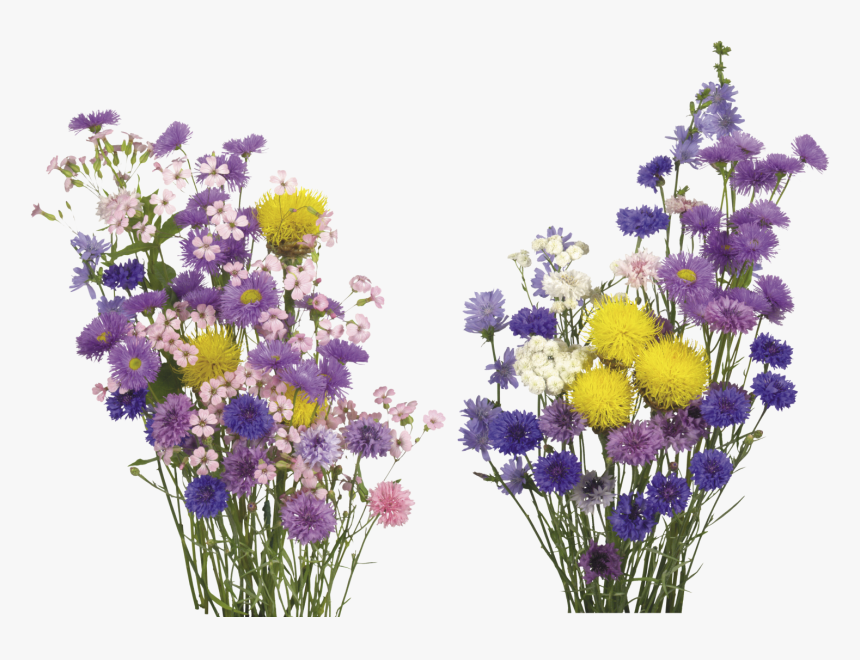Kisspng English Lavender Cut Flowers Overlay Real Flower - Transparent Background Real Flowers Png, Png Download