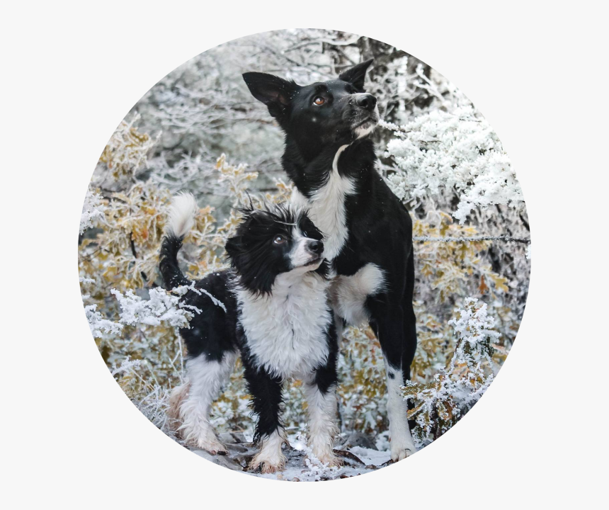 Border Collie, HD Png Download