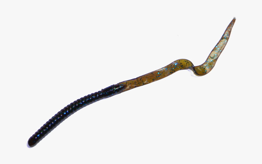 Transparent Worm Marine - Marine Worms Png, Png Download