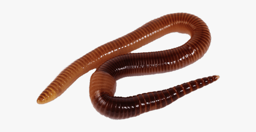 Worms Png Transparent Images - Transparent Earthworm Png, Png Download