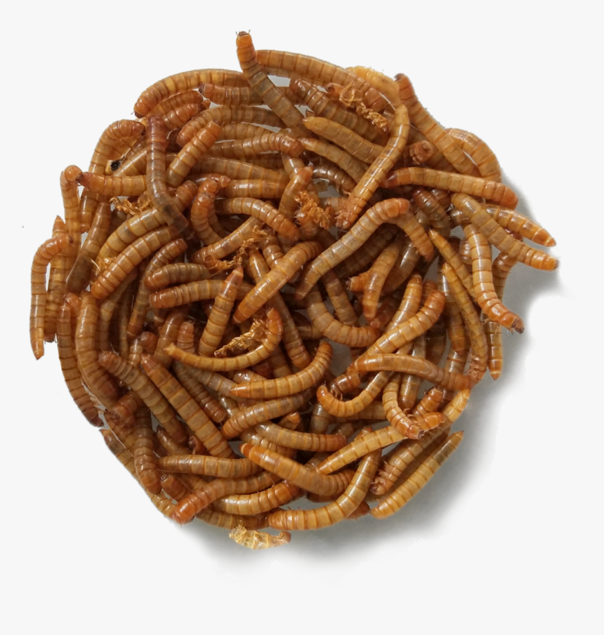 Mealworms Png, Transparent Png