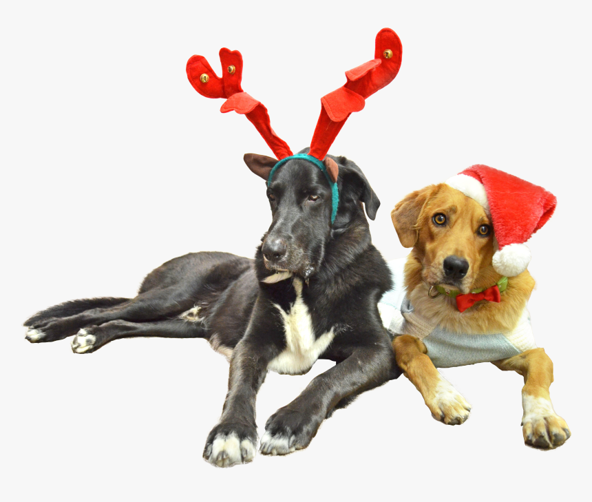 Dog Catches Something, HD Png Download