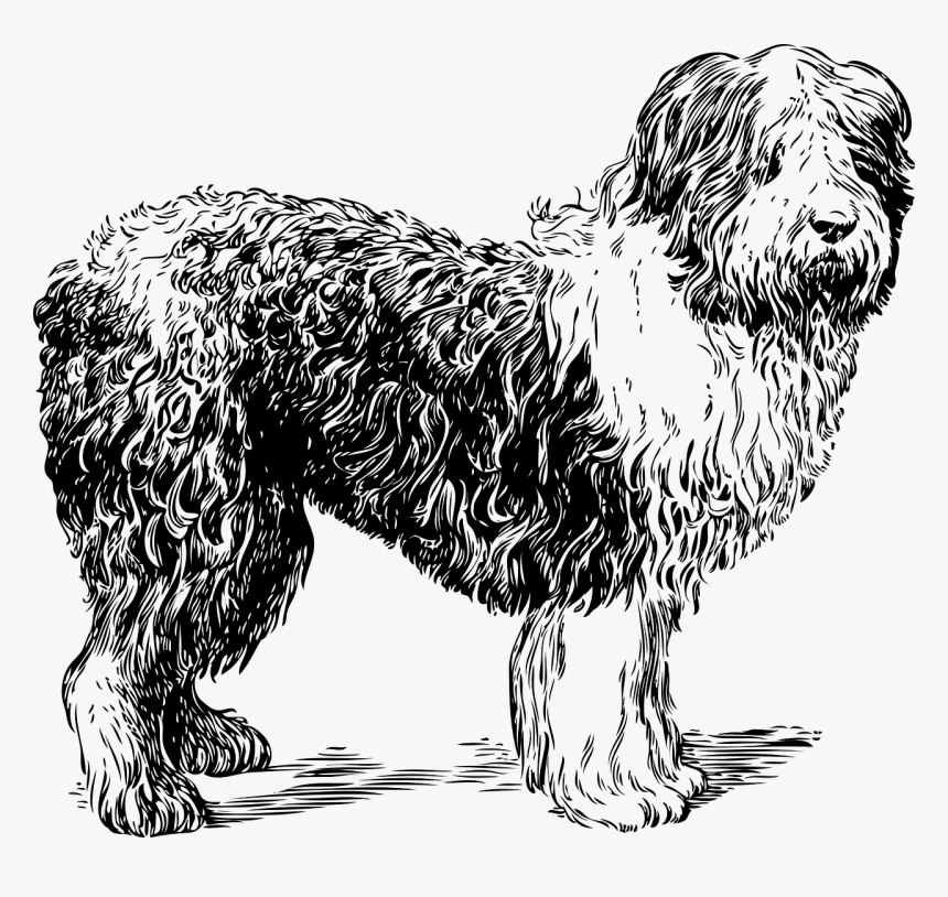 Shaggy Dog Clip Art Black And White, HD Png Download , Transparent Png
