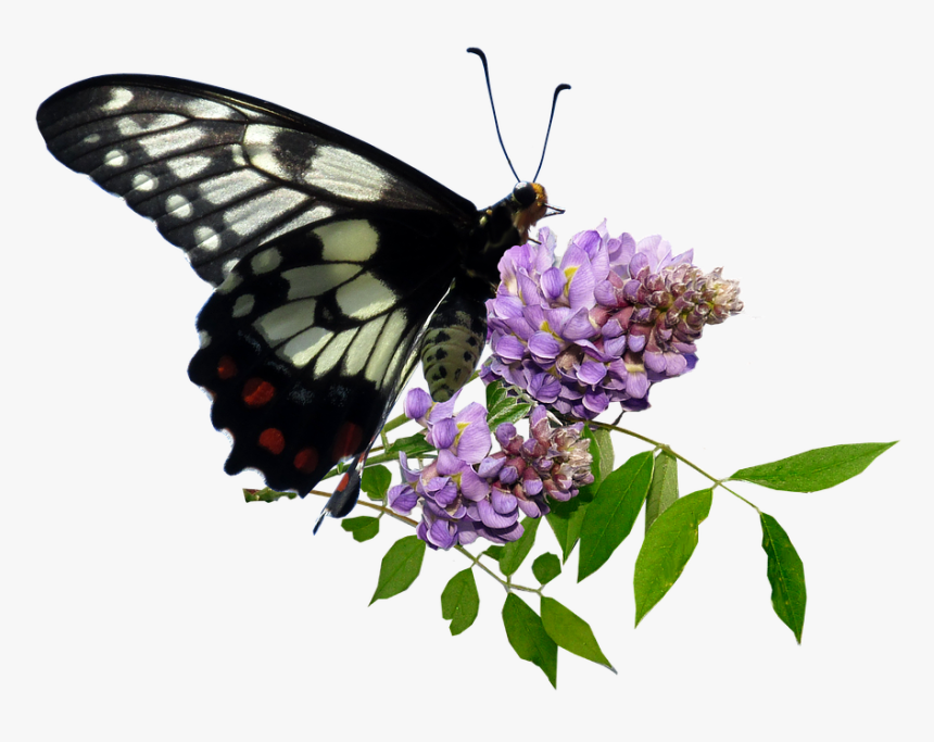 Butterfly, HD Png Download