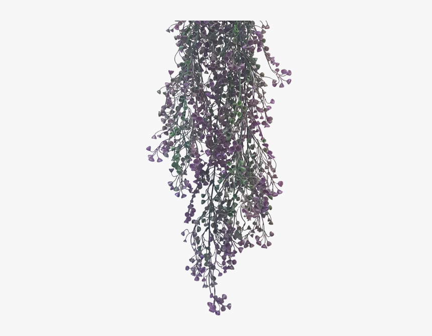 Wisteria, HD Png Download