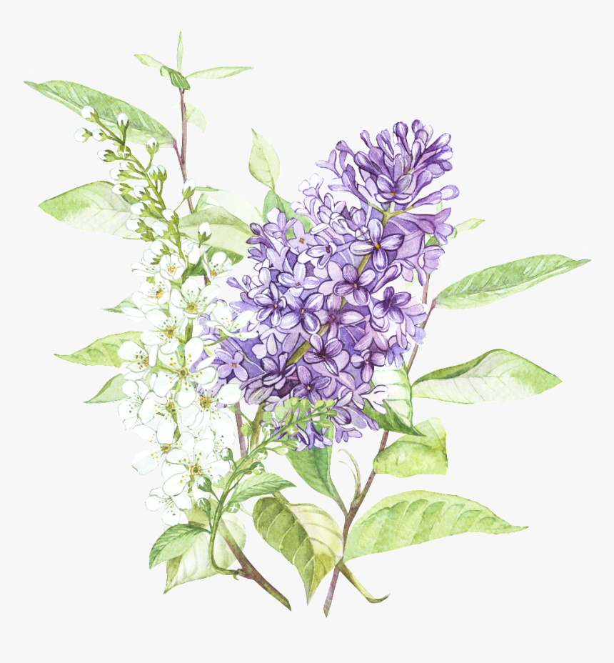 Beautiful Hand Painted Wisteria Flower Transparent - Lilac Flower Painting, HD Png Download