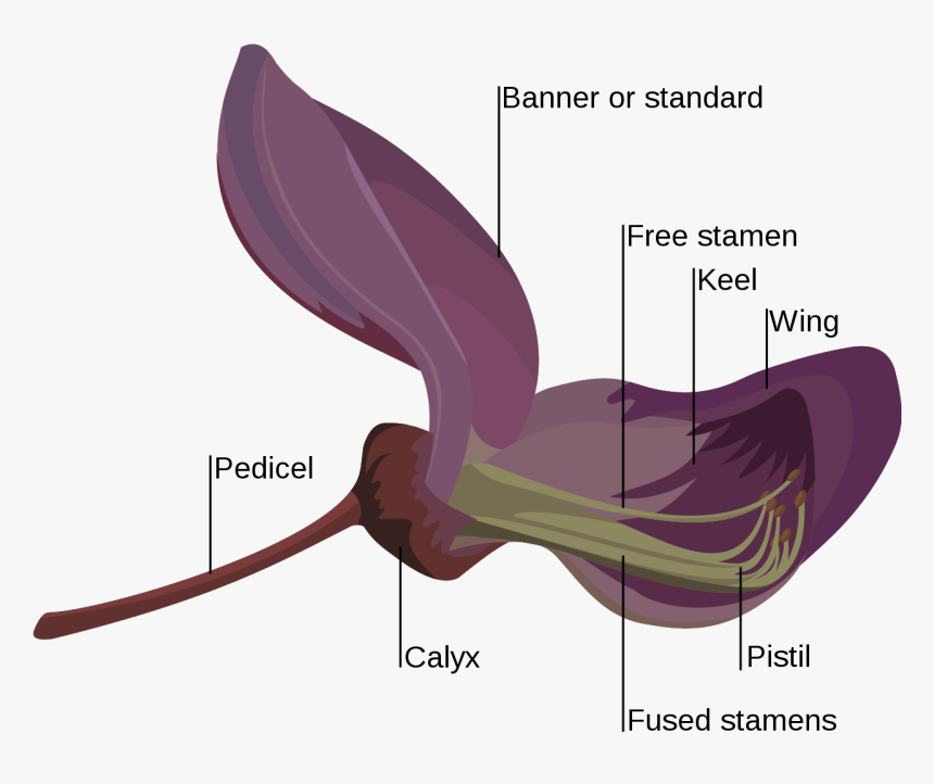 Fabaceae Flower, HD Png Download