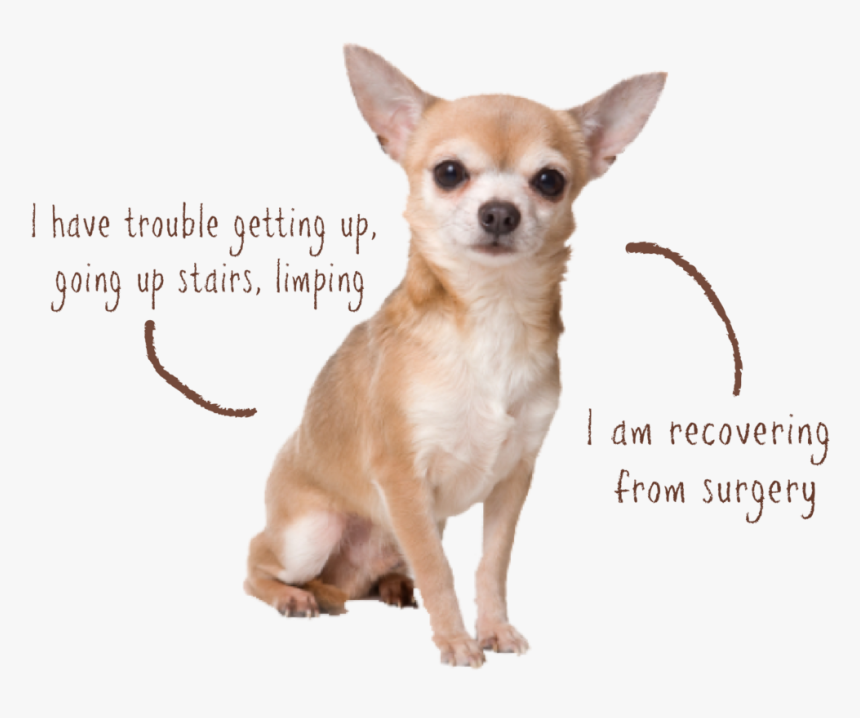Littles Joint - Asthma Hound Chihuahua, HD Png Download