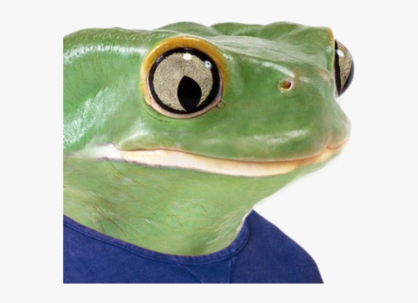 T-shirt Frog Amphibian Ranidae - Pepe Frog Real Meme, HD Png Download
