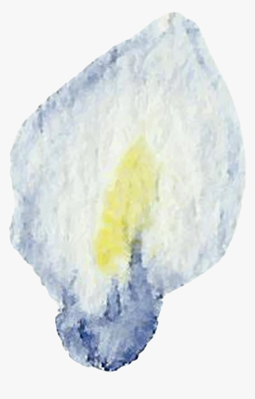 Blooming Wisteria - Illustration, HD Png Download