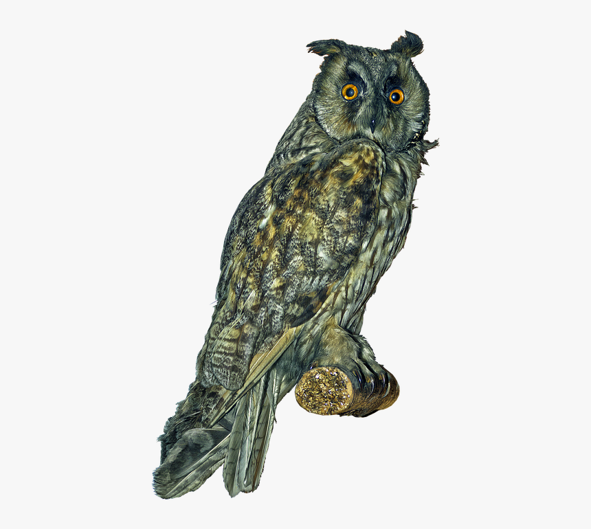 Owl, Long Eared Owl, Scops-owl, Bird, Bird Of Prey - Long Eared Owl Png, Transparent Png