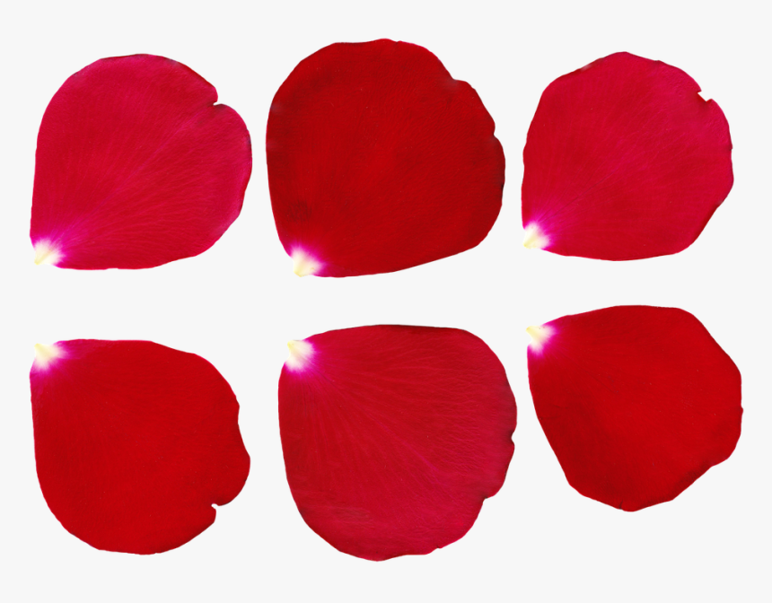 Petal, Rose, Rose Petal, Petals, Red, Blooming, Bouquet - Petala Png, Transparent Png