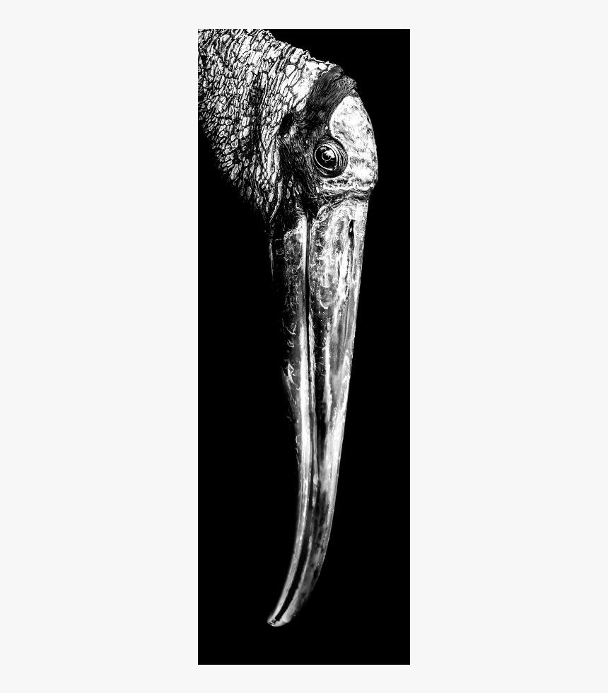 Sketch, HD Png Download