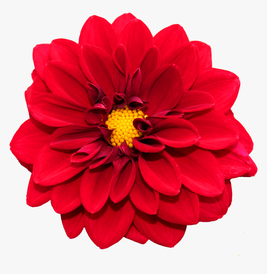 Flower Png Image - Bloem, Transparent Png