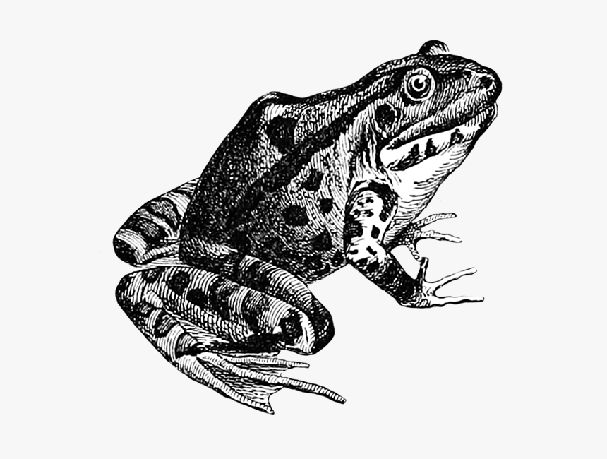 Frog Sketch - Frog Sketch Png, Transparent Png
