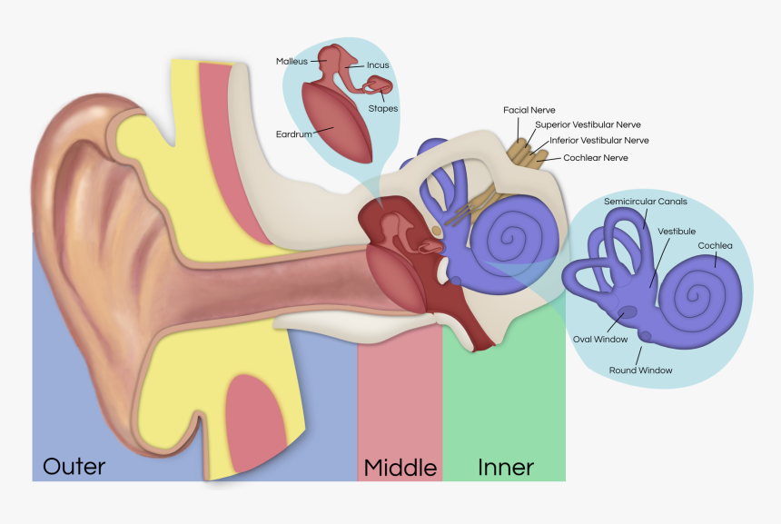 Vestibular Schwannoma Affected Nerves, HD Png Download