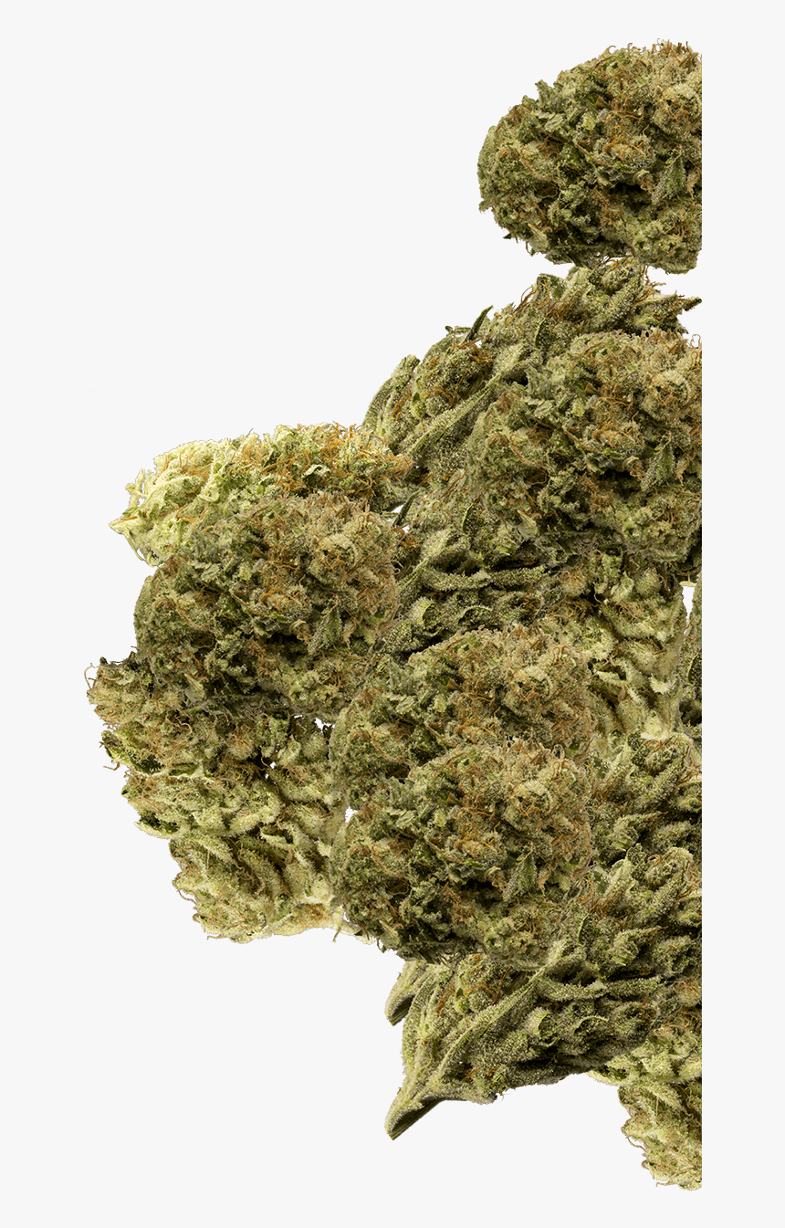 Buds Group - Marijuana Buds Png, Transparent Png