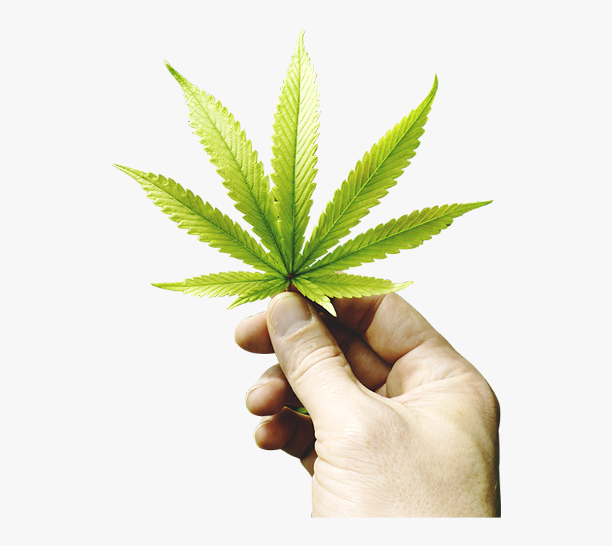 Hand With Cannabis Leaf, HD Png Download