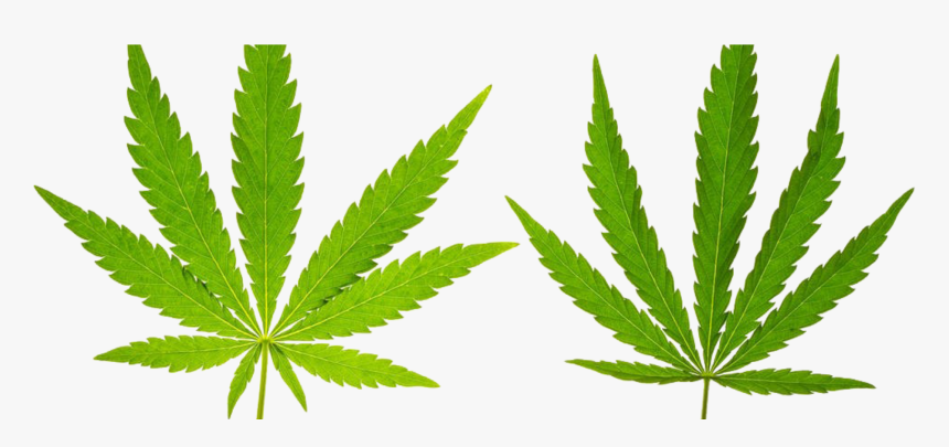 Marijuana Leaf, Hd Png Download , Png Download - Marijuana Leaf, Transparent Png
