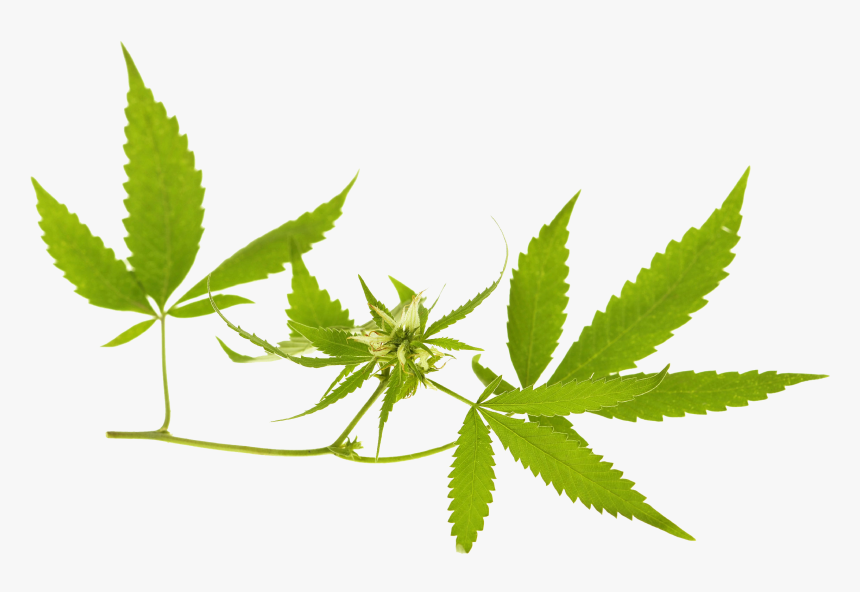 Cannabis Banner Png, Transparent Png