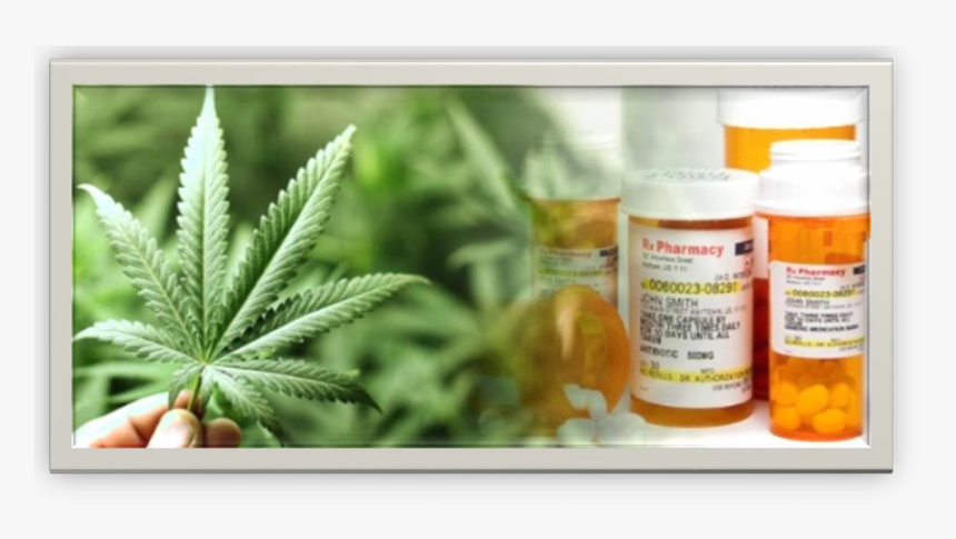 New On-line Cannabis Workplace Safety Course - Plant Based Pharmaceuticals, HD Png Download