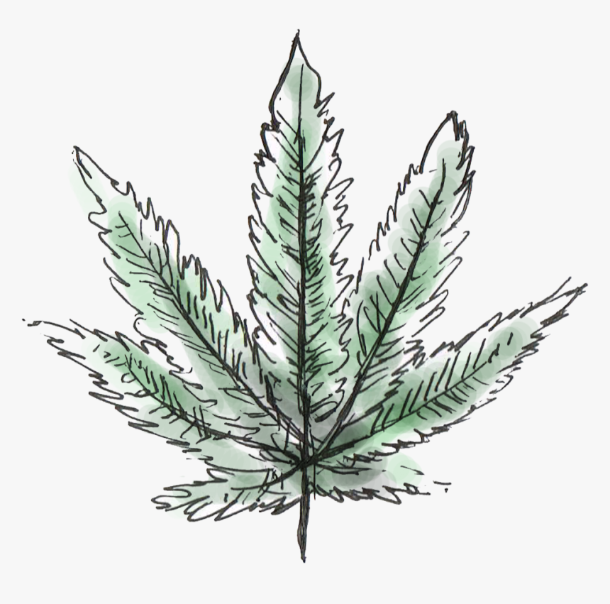 Graphic By Kaitlyn Sinardi - Pohon Ganja Png, Transparent Png
