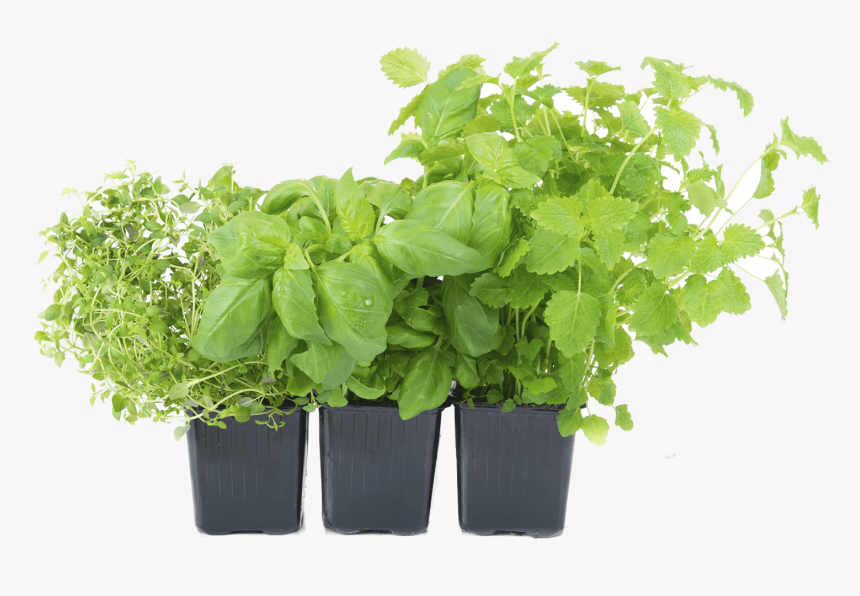 Herb Png Images All - Vegetable Garden Png, Transparent Png