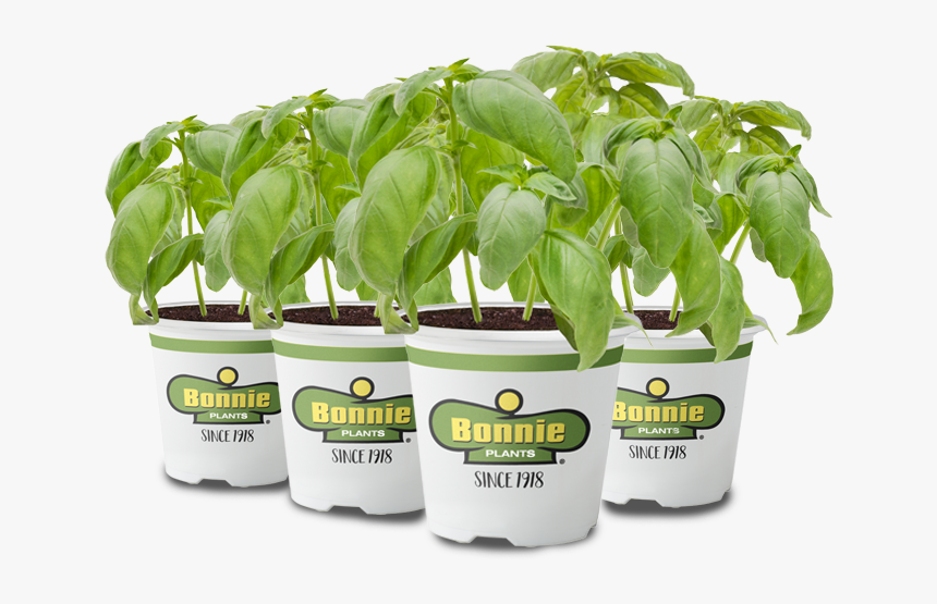 Explore What You Can Grow With The Miracle-gro® Twelve - Scott's Planting Bonnie, HD Png Download