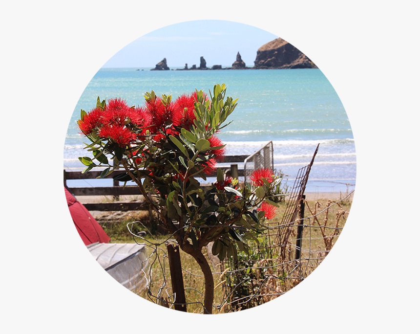 Drawn Pohutukawa Tree, HD Png Download