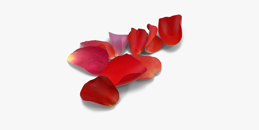 Rose Petals Png Picture - Rose Petals Png, Transparent Png