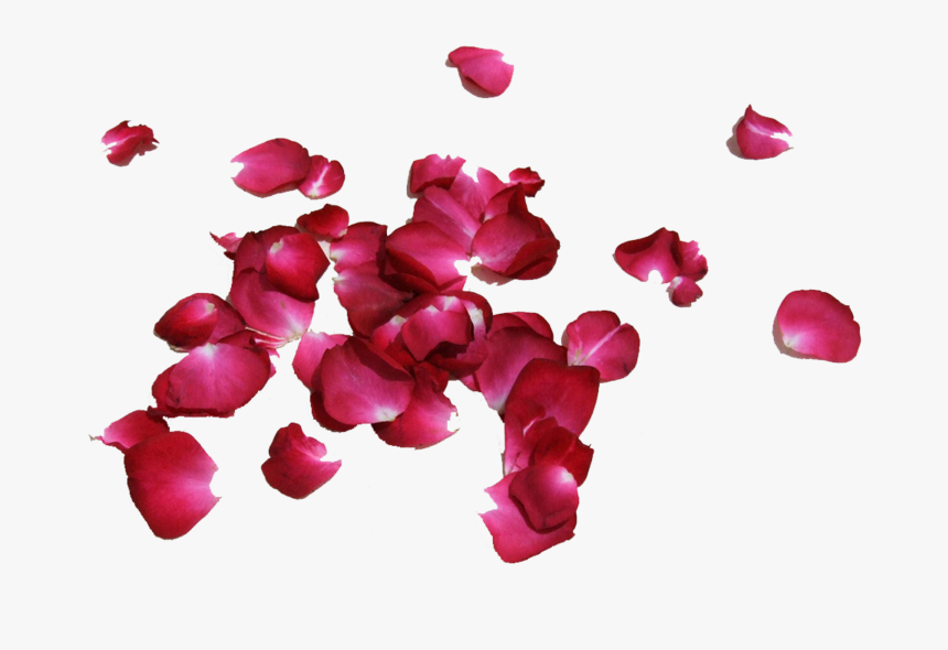 Petalos De Rosas Png, Transparent Png