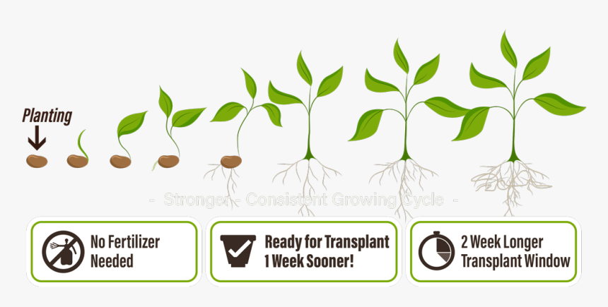 Von Samen Zur Pflanze, HD Png Download