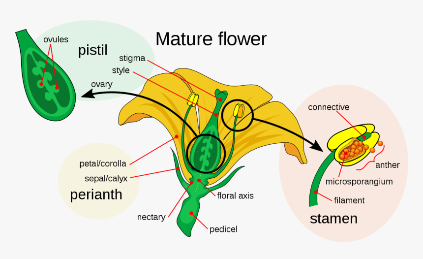 Parts Of A Flower, HD Png Download
