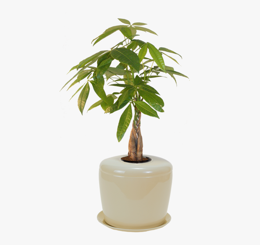Bonsai Urn Ceramic Cremation Urn For A Bonsai Tree - Bonsai Plant For Home, HD Png Download