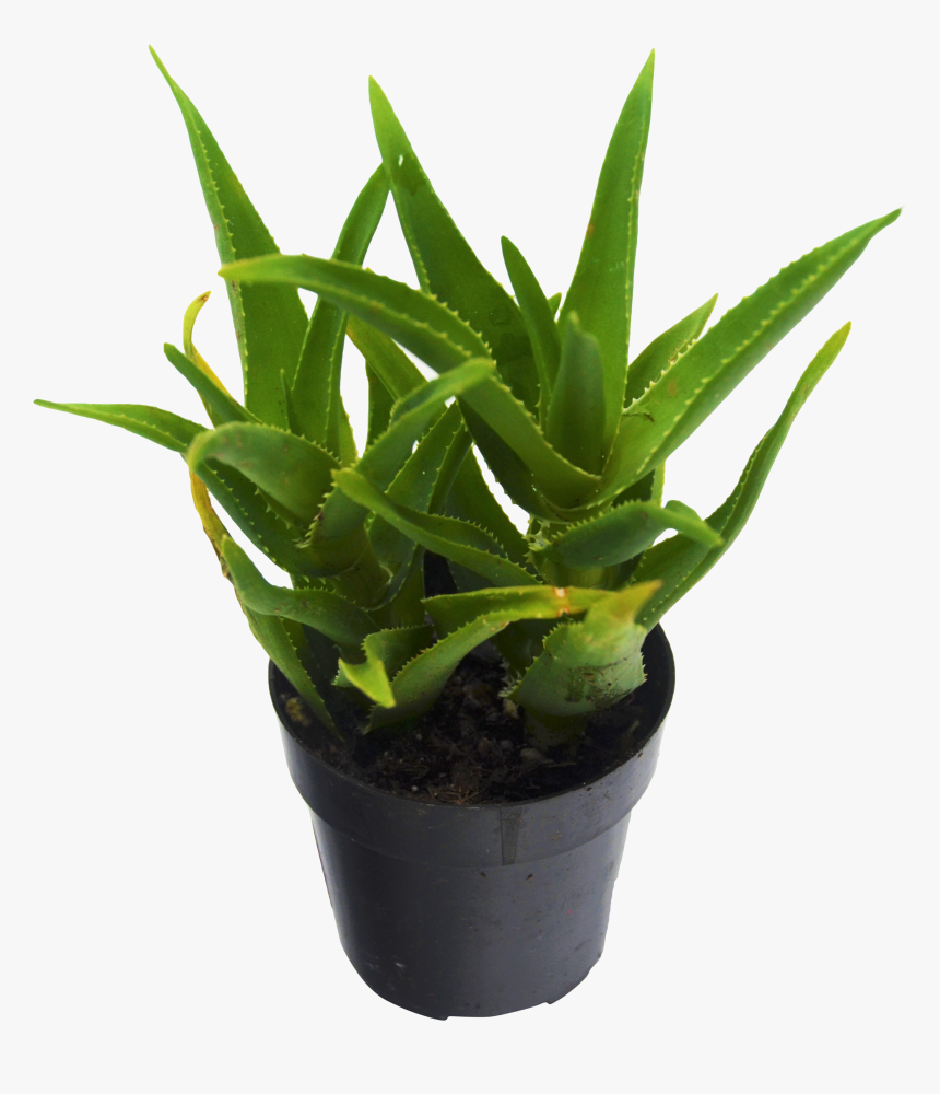 Succulent Plant, HD Png Download