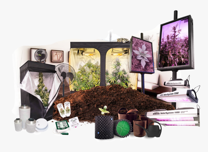 Growing Cannabis Indoors - Orchid, HD Png Download