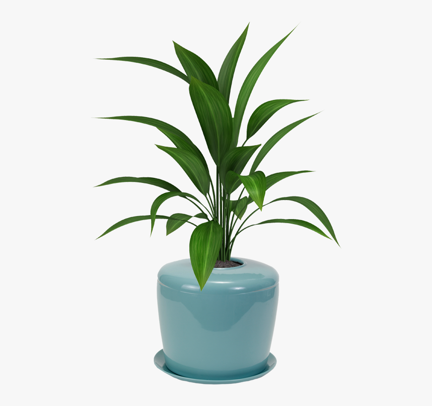 Bonsai Urn Ceramic Cremation Urn For A Bonsai Tree - Cast Iron Plant Info, HD Png Download