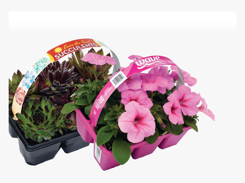 Hawaiian Hibiscus, HD Png Download