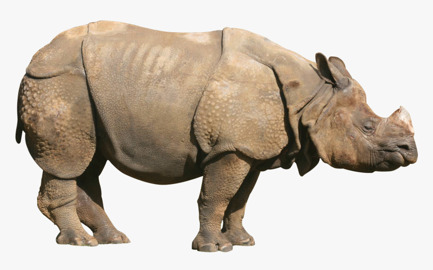 Rhino Png - One Horned Rhino Png, Transparent Png