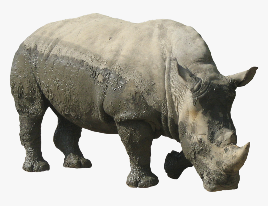 Rhinoceros Free Download Png - Rhinoceros Transparent, Png Download