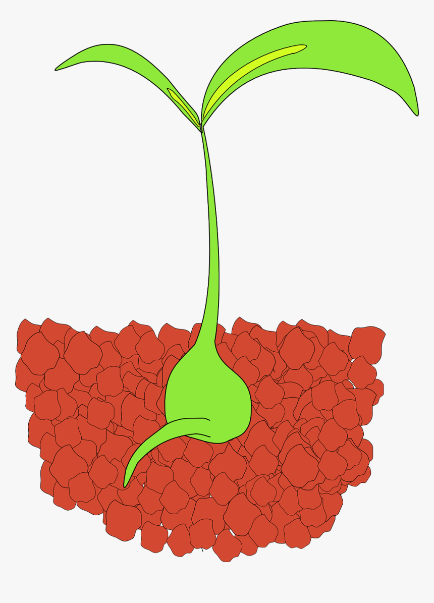 Seedling Clip Art, HD Png Download