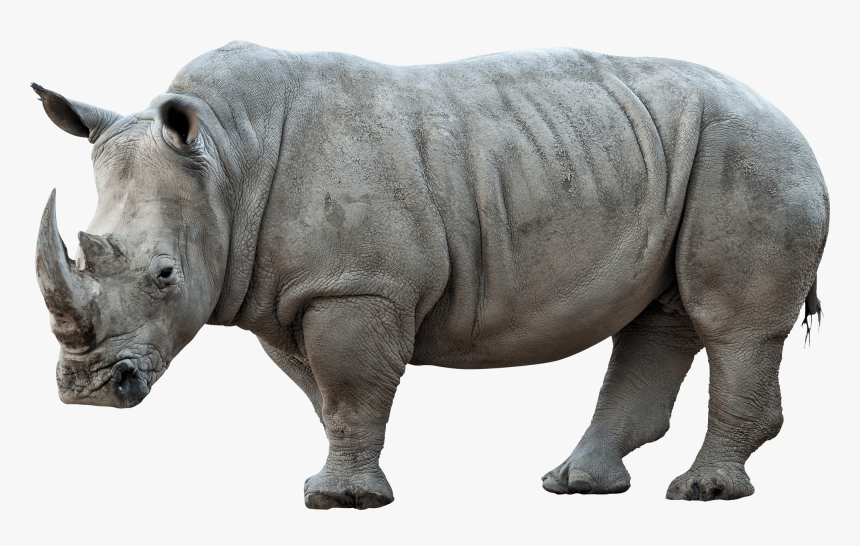 Rhinoceros Png Pic - Rhinoceros Png, Transparent Png