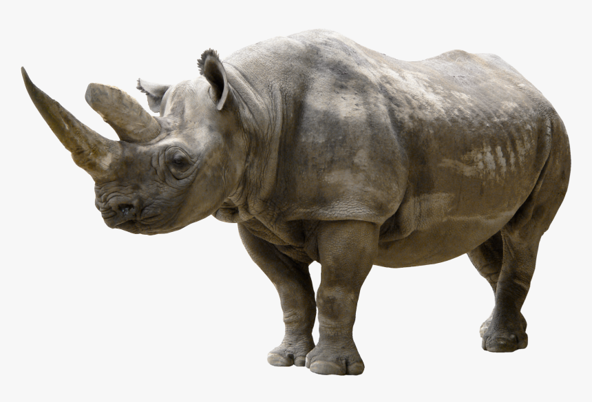 Rhinoceros Png Clip Art - Rhinoceros Png, Transparent Png